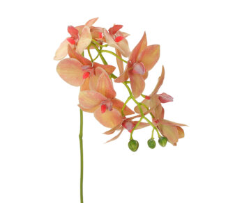 Φαλένοψις (3D) σαφράν χρ.73cm