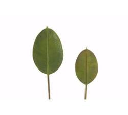 Φύλλο φίκου elastica 43cm