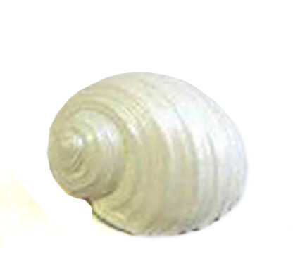 Διακοσμητικός Κοχλίας 16cm
