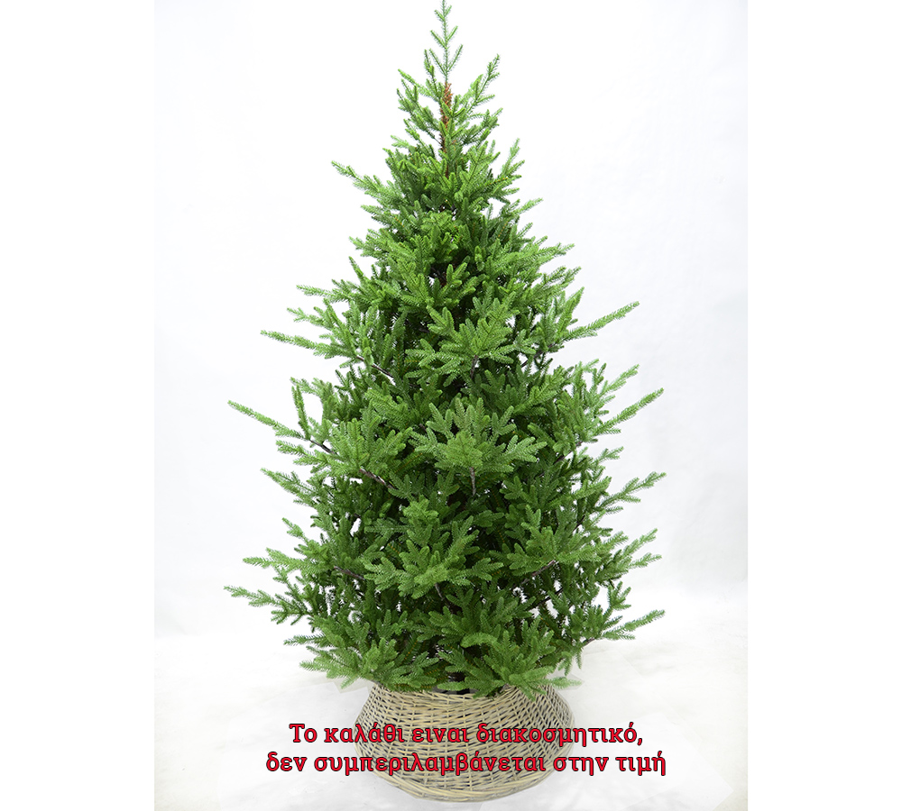 New Mountain tree 270cm