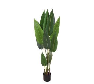 Φυτό "Bird of Paradise" με 12 φύλλα