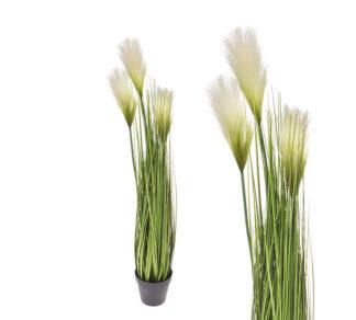 Monkey grass x 3 σε κασπώ