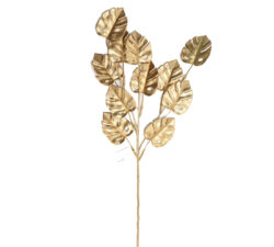 Φύλλα monstera