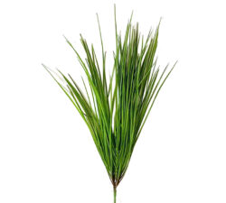 Monkey grass