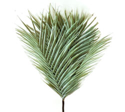 Φύλλα φοίνικα "Areca "σε μάτσο