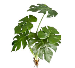 Φύλλα Monstera με ρίζα