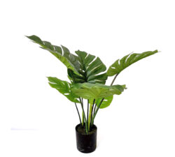 Φυτό Monstera σε κασπώ