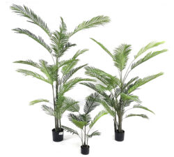 Φοίνικας Areca σε κασπώ