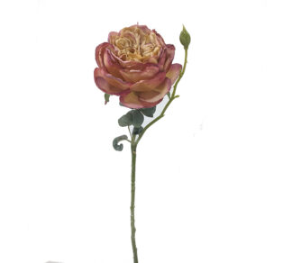 Τριαντάφυλλο Elisabeth