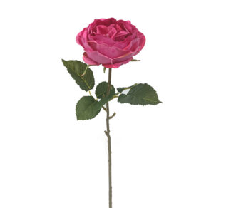 Τριανταφυλλο Elisabeth κρεμ/ροζ