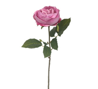 Τριανταφυλλο Elisabeth σε ροζ χρ.