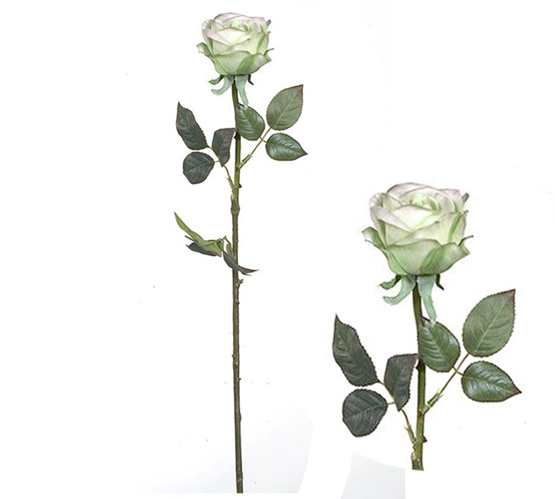 Τριαντάφυλλο Polo 78cm