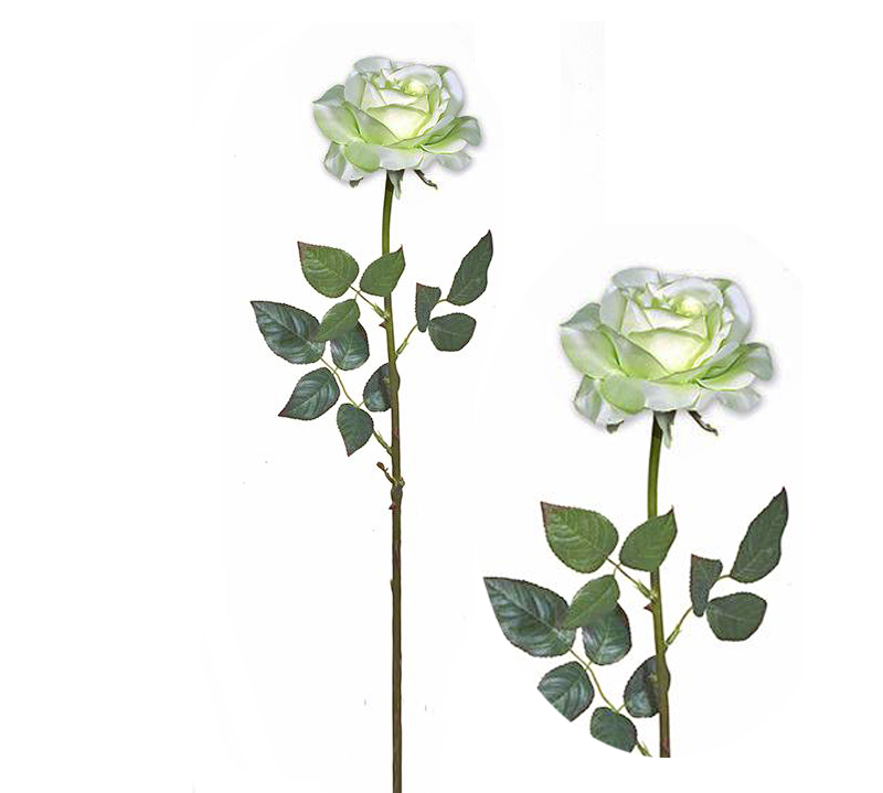 Τριαντάφυλλο Avalance σε Κρεμ & Πράσινο χρώμα