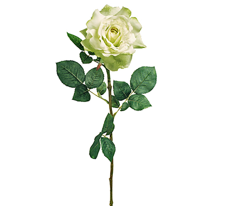 Τριαντάφυλο "Georgia" σε χρώμα Μέντας