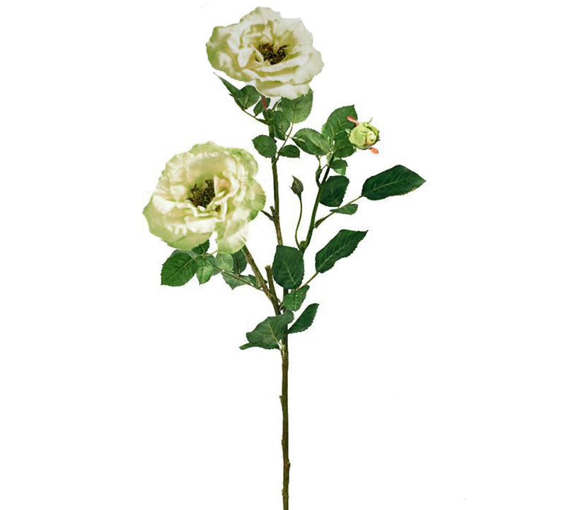 Τριαντάφυλλο "Isabel" X 3 σε χρώμα Lime