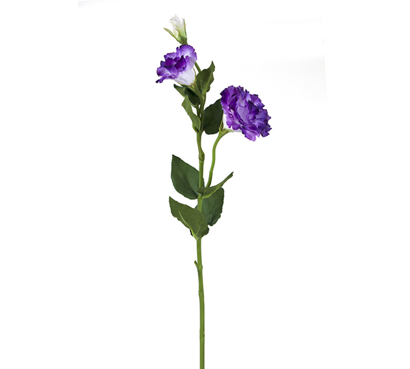 Λυσίανθος με  μπουμπούκι