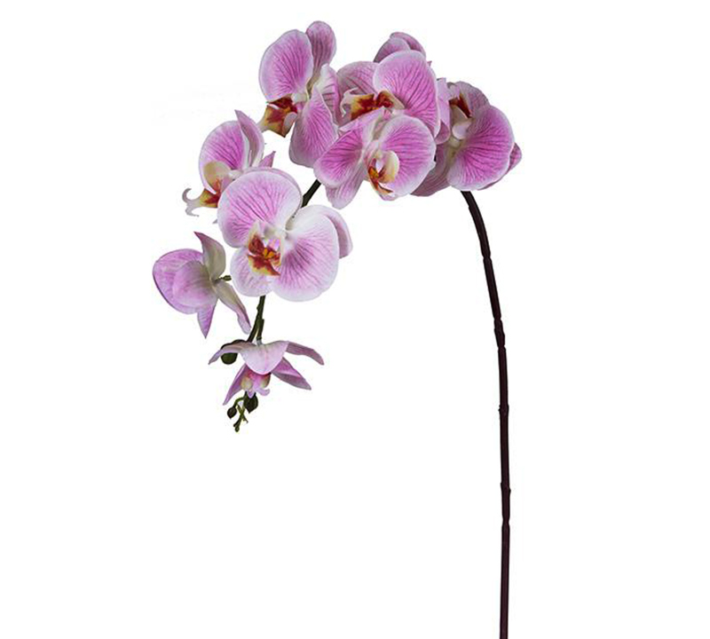 Φαλένοψις Fresh touch Ροζ Indien,97cm