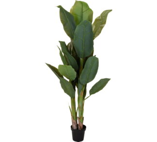 Banana tree 3 κορμοί με 29 φύλλα 165cm