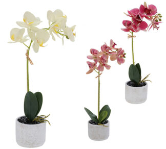 Mini Ορχιδέα σε τσιμεντένιο κασπό 3χρ.