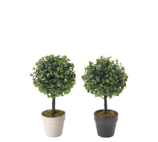 Μπάλλα Buxus σε γλαστρακι 2χρ.