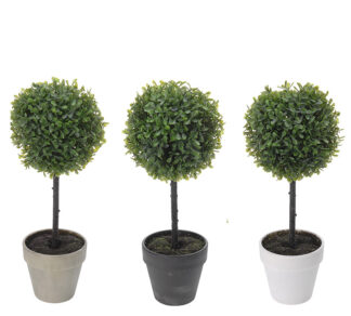 Φυτό BOxus σε γλάστρα 3χρ.