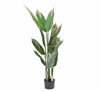 Φυτό Καλαθέα pink fusion (12φύλλα) 140cm